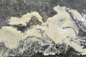 MORE JE ŽUTO?! Nije zagađenje – to je pelud i priča važnu priču!