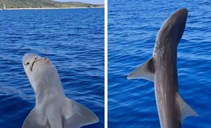 Otac i kćerka kod Hvara ulovili morskog psa: "Moja Zlata ga je pustila!"