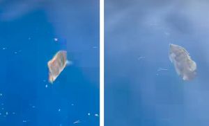 Na sjevernoj strani Pelješca snimljena iznimno rijetka riba