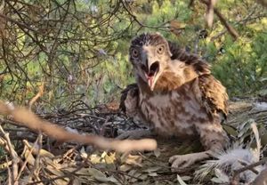 Telašćica dobila novog gosta: "Jedinstvena vrsta ptice zabilježena u Parku prirode"