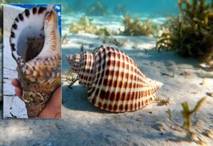 VIDEO: TRITON Simbol antike danas je prava morska rijetkost - Pogledajte ovu lastovskog ribara