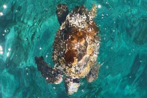 Glavata želva Ivana s Lastova putuje na oporavak u Mali Lošinj