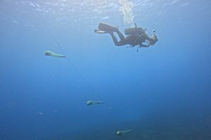 LASTOVO Postavljeni kolektori na 7 lokacija gdje su nekad bila bogata staništa plemenite periske: "Velika im je prijetnja nasipavanje obale!"