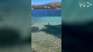 VIDEO Podmorska koreografija gnjurca i jata gavuna na Čiovu