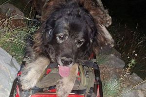 Zadarski HGSS-ovci spasili psa kod Kudinog mosta blizu Obrovca