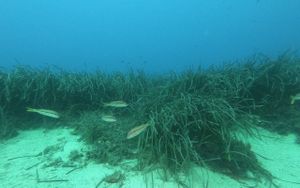 Morske cvjetnice jedna su od najvažniji crta obrane obalnih zajednica: "Ne štititmo ih dovoljno!"