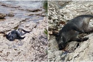 BRAČ More izbacilo leš divlje svinje na plažu u Milni: "Ondje je već danima, zašto ovo nitko ne sanira?"