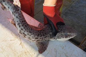 Projekt označavanja morskih pasa i raža u Jadranskom moru tek započeo i već donosi rezultate