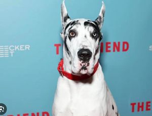 Doge na crvenom tepihu filmskog festivala u Šibeniku
