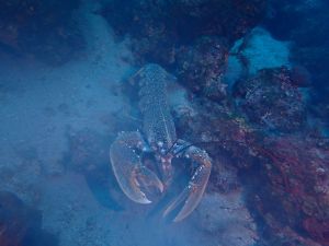 Neočekivano otkriće tijekom ronjenja: Spašeni hlapovi i izgubljeni padobran s Letavice
