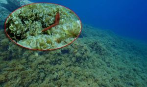 Institut za oceanografiju: "Kolaps biološke raznolikosti podmorja kod Komiže - Nemoćni smo!"