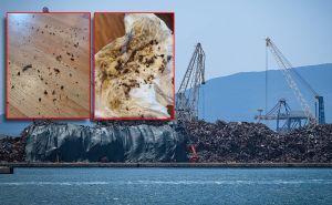 Ogorčeni Pločanin: "Nakon juga, ovo su slike iz apartmana kojeg od luke dijeli brdo sa šumom - zamislite kako je ljudima ispred luke!"