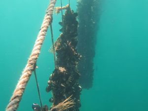 KLIMATSKE PROMJENE "More postaje sve toplije, a dagnje sve ugroženije"