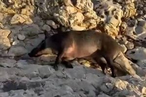 BRAČ Nitko ne želi ukloniti leš divlje svinje s pomorskog dobra u Milni. Općina: "Sve su nas nadležne službe odbile, morat ćemo sami"