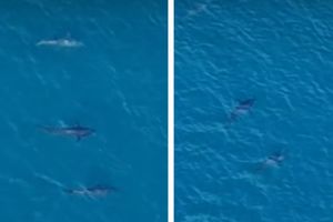 TUNE POD MASLENIČKIM MOSTOM "Lijene kukavice koje rade loše mreže" - ovako je dalmatinske ribare u 18. stoljeću opisao mletački poslanik