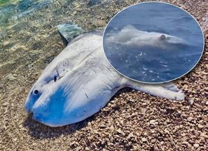 VIDEO More na Jadriju izbacilo neobičnog diva, jedan primjerak snimljen na Visu! Evo o čemu se radi