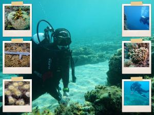 FOTO Zaklada za okoliš dalmatinskih otoka pokrenula crowdfunding kampanju za zaštitu koralja na otoku Ižu