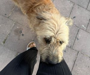 Ovog je preslatkog mališana netko izgubio u Podstrani