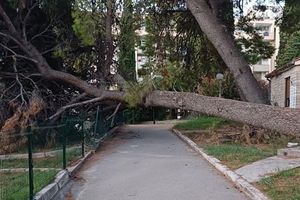 Ponovno palo stablo u Splitu, ovog puta na dječje igralište