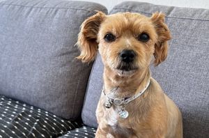 Izgubio se još jedan psić na Jadranu! Ovaj je nestao u uvali na otoku Krku