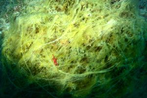 Morski biolog kod Mljeta snimio nitastu algu koja raste u područjima zagađenja kanalizacijskim i vodama iz septičkih jama: "Ne izgleda atraktivno"