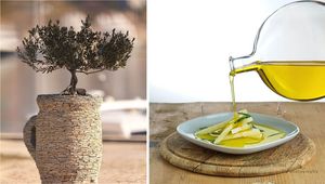 Hrvatsko maslinarstvo u fokusu New Yorka - Brač domaćin prestižnog međunarodnog simpozija