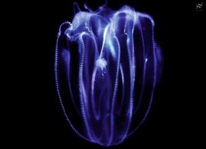 Rebraši preplavili more u Istri: "Izazivaju nelagodu, ali nisu opasni!"