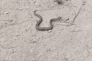 Dijete u Istri ugrizla zmija otrovnica, hitno helikopterom prebačeno u Rijeku: "Radi li se o poskoku?"