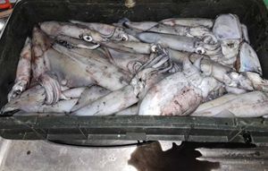 Otvorenje sezone lignjolova na Pašmanu