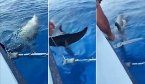 Mladog dupina koji se kod Cresa zapetljao u konope, od sigurne smrti spasio par iz Malinske