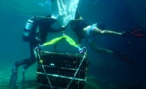 TRAGEDIJA U IKI Poginuo riječki ronilac koji je trebao vaditi kaveze s vinom iz ikarske vruhe