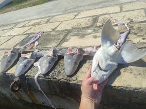 Netko je u plićak na Pelješcu pobacao glave morskih pasa - Stručnjak: "Dozvoljen je izlov ove vrste, no iznimno su ugroženi i to bi trebalo zabraniti!"