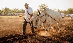 Vol Sarožin s 1.340 kilograma iz Gospodi najteži istarski boškarin