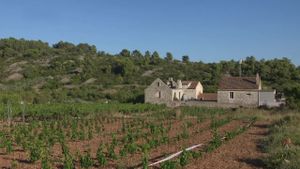 Mladi vinari, obrazovani u inozemstvu, vraćaju se na rodni Vis i nastavljaju obiteljsku tradiciju