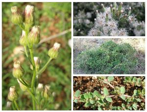 ZVONO NA UZBUNU Biologinja upozorava: "Čak 9 posto biljnih vrsta na Kornatima su invazivne i što rade službe po tom pitanju?"