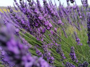 Agronomkinja: "Nismo još dovoljno svjesni ogromnih dobrobiti mediteranskog bilja"