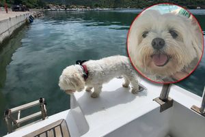 JESTE LI GA VIDJELI? Između Vira i Ugljana s barke u more pao pas!