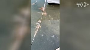 Saga o govnima u trogirskoj Foši 3 - Gradski vijećnik gradonačelniku: "Ovo vam je  snimka od sinoć!"