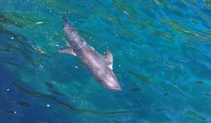 Je li saga o ozlijeđenom dupinu s Lastova gotova? Čini se da je uz pozdravni skok otplivao na pučinu, ali bez nepotrebne internet "pomoći" blogera i neznalica s kauča