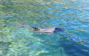 DIZANJE PANIKE NESTRUČNJAKA Šire se laži da je dupin s Lastova uginuo - Ministarstvo potvrdilo ono o čemu je Morski HR već pisao - Evo što je prava istina!