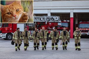 Splitski vatrogasci iz motora automobila spašavali - mačku!