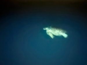 GLAVATA ŽELVA Lijepi prizori iz Šimuna na Pagu: "Bio sam na lignjama, i samo mi je lagano prišla!"