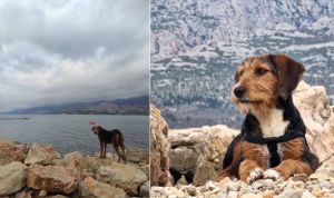 Pas kod Vinjerca nestao pod čudnim okolnostima: "Ovdje vladaju krivolovci, psu je isključen GPS tragač i od tada mu gubimo svaki trag!"