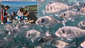 Veliki uspjeh hrvatskih znanstvenika: Nova formula hrane mijenja uzgoj ribe - Orade rastu brže, troše manje hrane i daju veće filete bogate omega-3 masnim kiselinama!