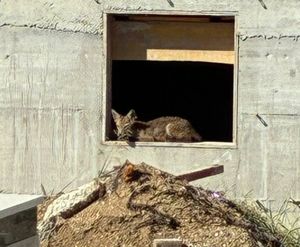 Lisice okupirale splitsko groblje: "Neće vam ništa"