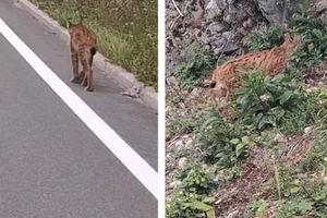 Prekrasan ris snimljen u šetnji kod Delnica