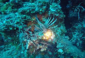 Invazivna riba lav snimljena kod Obonjana