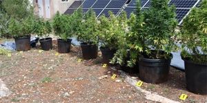 Na području Hvara pronađene stabljike indijske konoplje i marihuana - opet