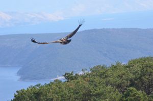 Usvojen plan upravljanja bjeloglavim supom za sljedećih deset godina