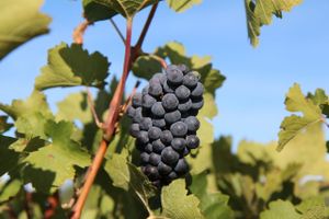 Istra očekuje berbu za pamćenje: "Ni poplave nisu ugrozile kvalitetu grožđa!"